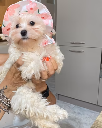 Maltipoo