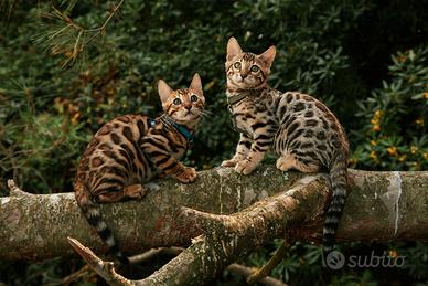 Cuccioli Bengal per allevamento e compagnia