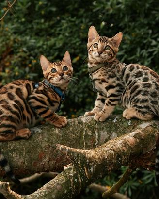Cuccioli Bengal per allevamento e compagnia