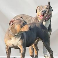 American Pitbull terrier