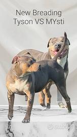 American Pitbull terrier