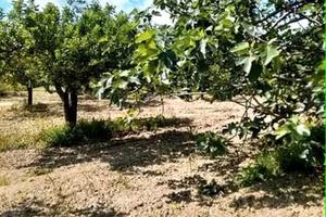Terreno e rudere