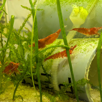 Caridina Red Sakura/Fire