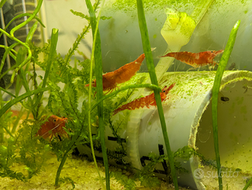 Caridina Red Sakura/Fire
