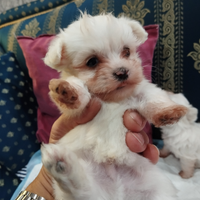 Cuccioli di maltese