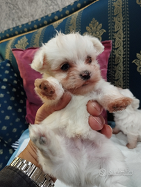 Cuccioli di maltese