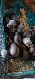 Furetti