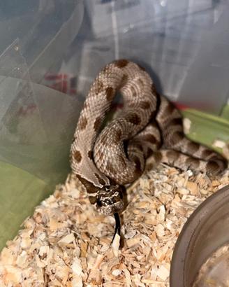 Heterodon Nasicus