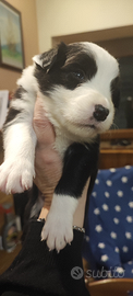 Cuccioli Border collie con Pedigree