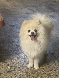 Spitz di Pomerania