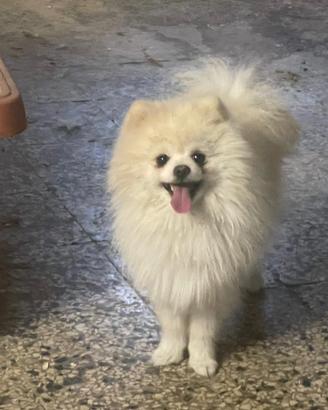 Spitz di Pomerania