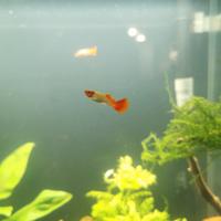 Pesci tropicali guppy koi R. E. G. A. L. O