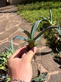 Piante grasse, agave americana
