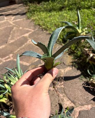 Piante grasse, agave americana