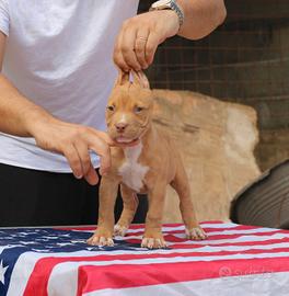 Pitbull UKC f