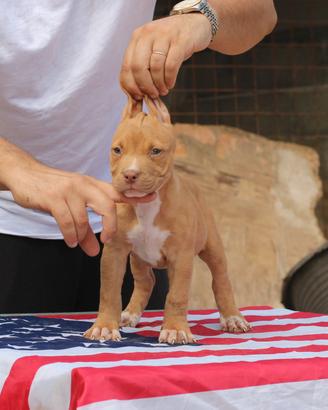 Pitbull UKC f