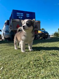 husky siberian