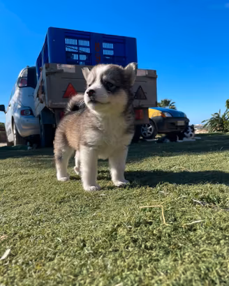 husky siberian