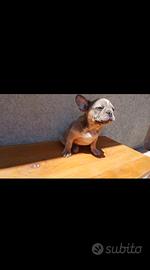 Bulldog francese lillac merle