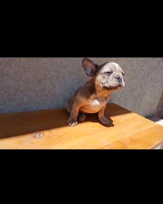 Bulldog francese lillac merle