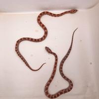 Baby serpenti del grano