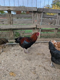 Gallo mix marans