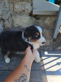 Cucciole di pastore australiano