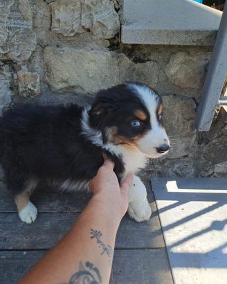 Cucciole di pastore australiano