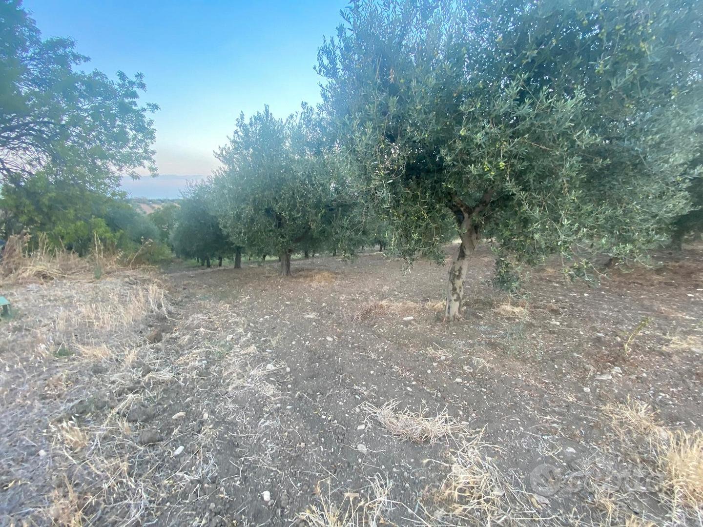 Terreno con oliveto zona convento rif.743 - Vista 4