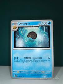 Omanyte Espositore ammonite fossile 