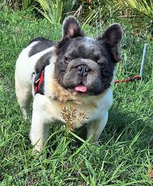 BIG ROPE Fluffyl4 Stallone/Monta Bulldog Francese