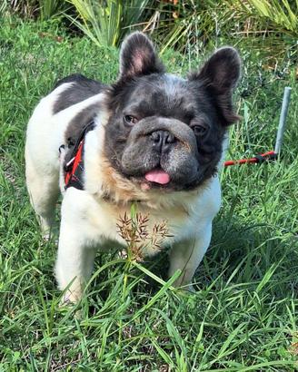 BIG ROPE Fluffyl4 Stallone/Monta Bulldog Francese