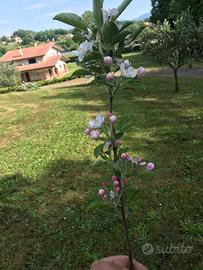 Villa ,terreno e capannone