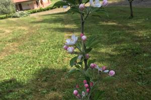 Villa ,terreno e capannone