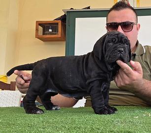 Mastino napoletano