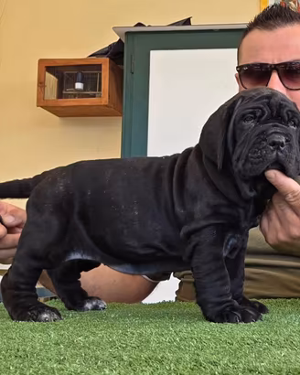 Mastino napoletano