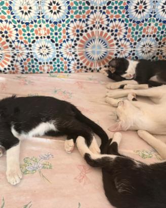 Gatti piccoli
