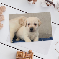 Labrador con pedigree ENCI