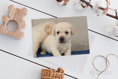 Labrador con pedigree ENCI