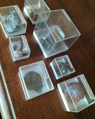 Lotto da collezione 7 Fossili e Minerali 