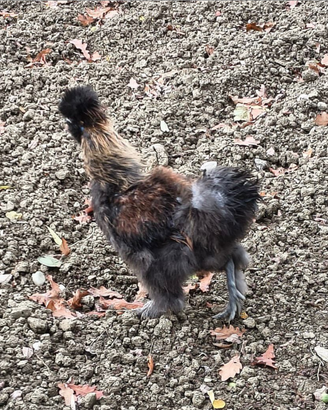 Gallo morosita