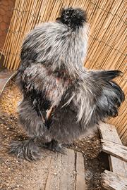 Gallo moroseta