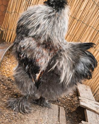 Gallo moroseta