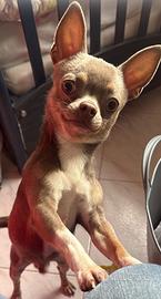 Chihuahua maschio Lilac occhi verdi