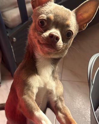 Chihuahua maschio Lilac occhi verdi