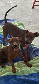 Pinscher