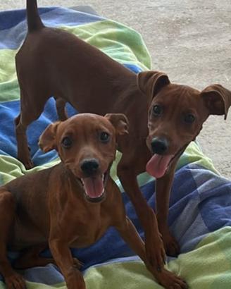 Pinscher