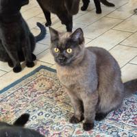 Cuccioli di Scottish Stright