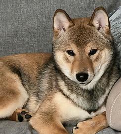 Cucciolo shiba di 7 mesi