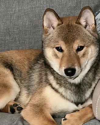 Cucciolo shiba di 7 mesi